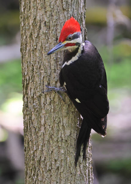 istock Pileated woodpecker portrait sitting on a tree trunk into the forest with green foreground, Quebec, Canada 2155234237