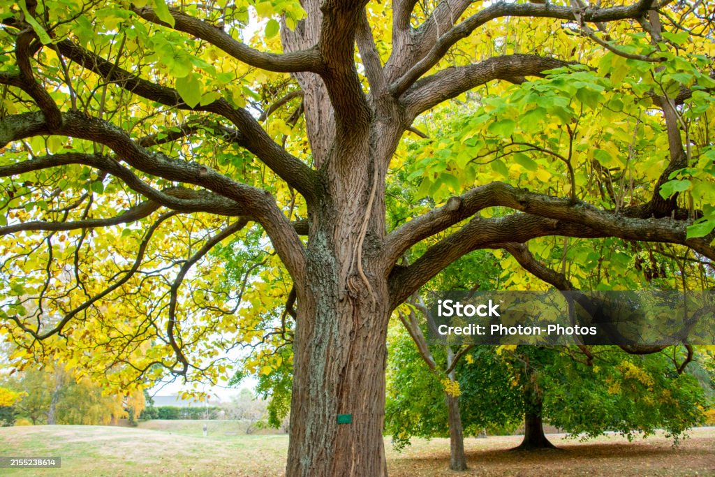 Ban Tree Indian Bean Tree Stock Photo - Download Image Now - Autumn, Bean ...