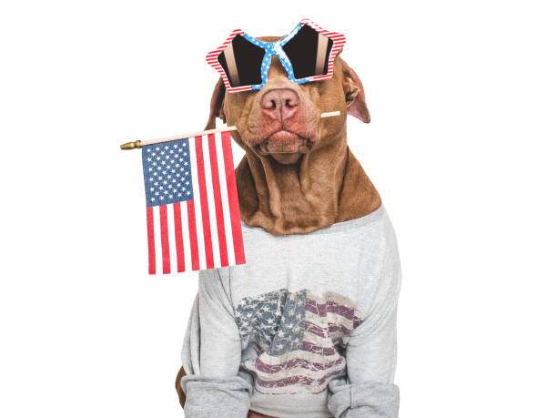 istock Cute dog, sunglasses and American Flag. Studio shot 2155239152