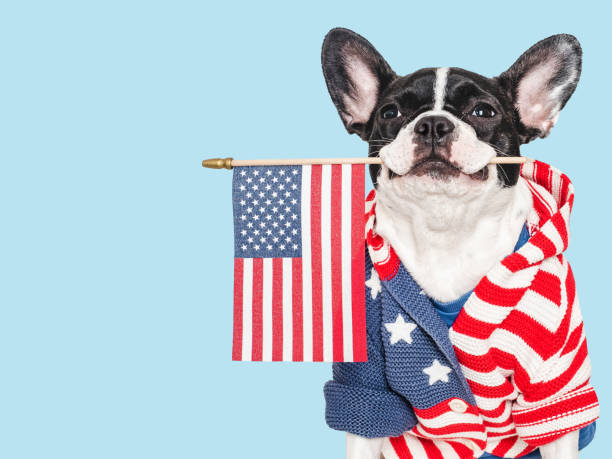 istock Cute puppy and American Flag. Studio shot 2155239161