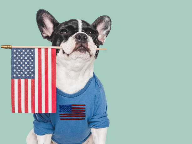 istock Cute puppy and American Flag. Studio shot 2155239169