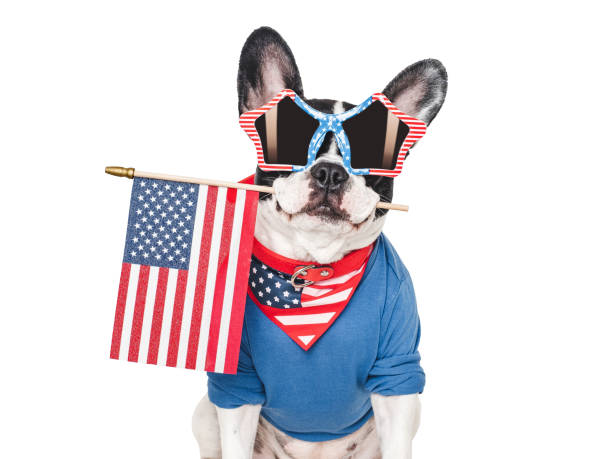 istock Cute puppy and American Flag. Studio shot 2155239175