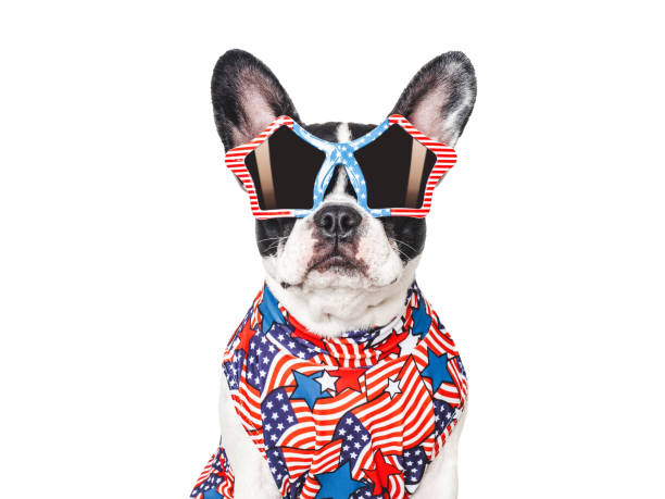 istock Cute puppy, sunglasses and American Flag. Studio shot 2155239187