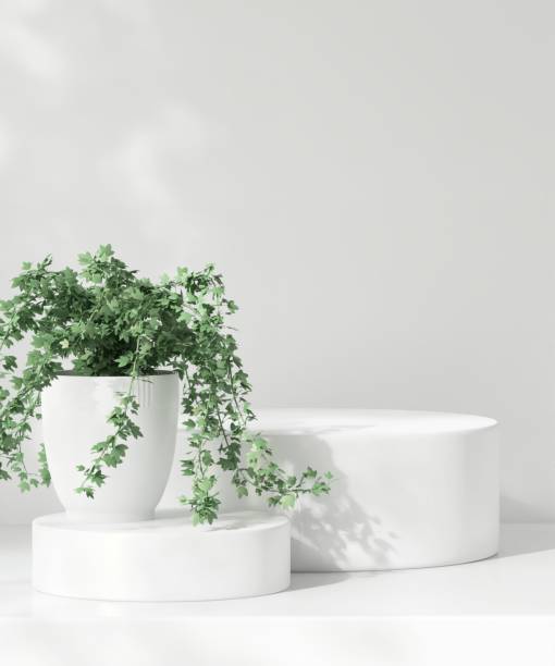 istock Two modern white cylinder round podium, green plant in pot in dappled sunlight, leaf foliage shadow 2155240950