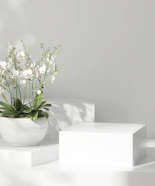 istock Modern white cylinder round podium, flower in pot in dappled sunlight, leaf foliage shadow 2155240963