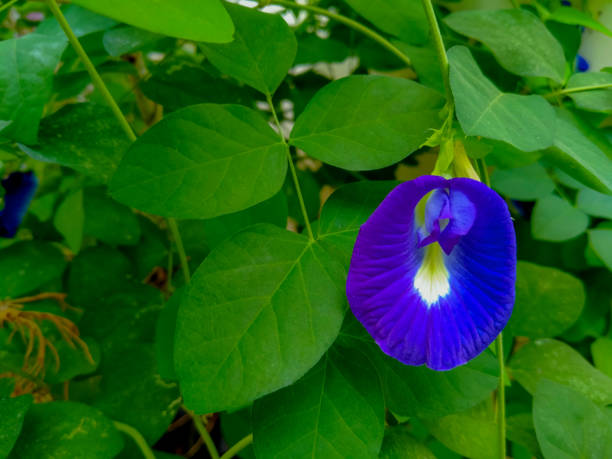 istock A butterfly flower or Bunga Telang (Clitoria Ternatea) 2155240994