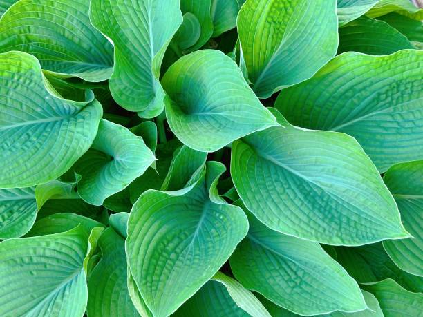 istock Hosta blueberry waffles plant with green leaves 2155241808