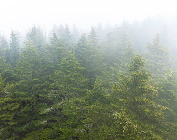 Elevated View Fog Covered Conifer Forest at Clingmans Dome, Great Smoky Mountains National Park, Tennessee, USA