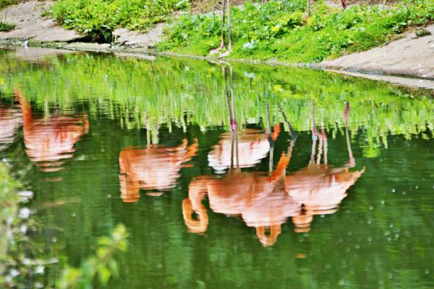 Flock of tropical birds