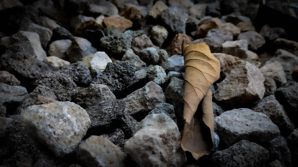 Close-up of dry leaves falling on rocks