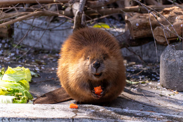 American beaver eating carrot