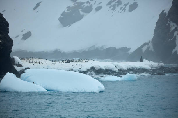 Point Wild at Elephant Island, Antarctic