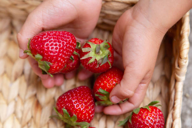 Close-up of children's hands with strawberries and a basket
