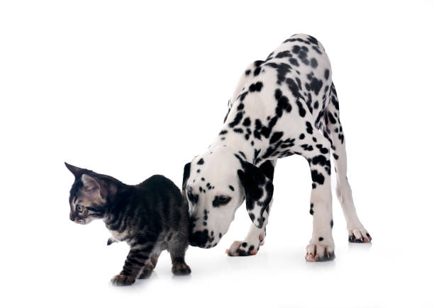 istock puppy dalmatian and cat in studio 2155243618