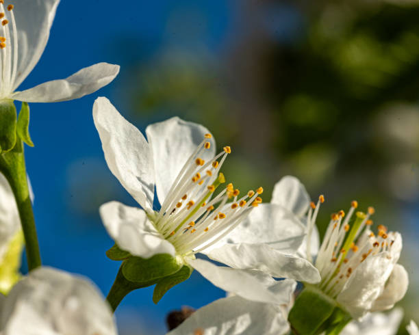 istock spring flowers, heralds of spring, first blooming flowers in spring 2155244298