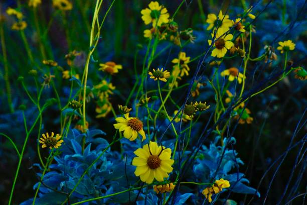 Beautiful Yellow Flowers surrounded by green and blueish leaves