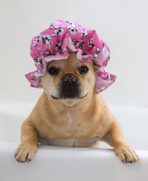 istock Red Tan Frenchie wearing a shower cap in the bathtub. 2155247611