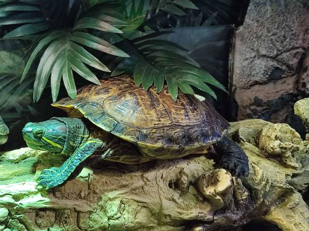 istock Pond slider (Trachemys scripta) turtles in terrarium 2155249292