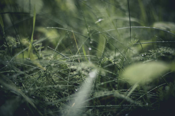 Grass with water drops on a cloudy day after rain. Beautiful lush grass covered with large drops of rainwater. Lush green grass after rain..
