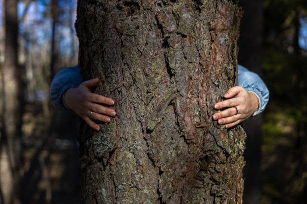 istock Hands hug a large tree in the forest, saving and protecting it. Caring for the conservation of forests and saving the planet. Hands hug the trunk of a large pine tree in the forest. 2155251379