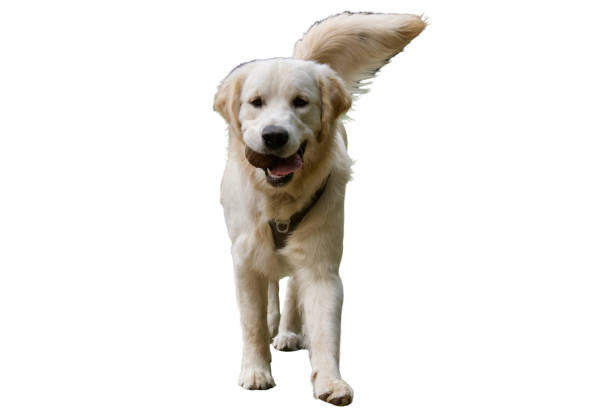 Front view of a standing golden retriever dog looking at camera with a ball on mouth on a white background.