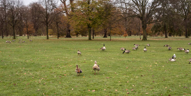 istock egyptian and canada geese in Kensington Gardens 2155252303