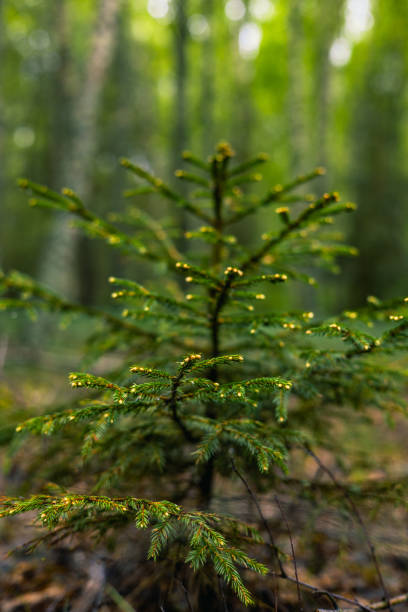 istock A young beautiful spruce grows in the forest. Small spruce with new young shoots on branches in the forest in spring. Beautiful juicy green spruce with young shoots. 2155252559