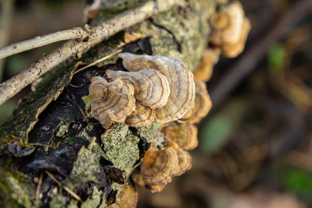 istock Trametes versicolor, also known as Polyporus versicolor, is a common polypore mushroom found throughout the world and also a well-known traditional medicinal mushroom growing on tree trunks 2155252594