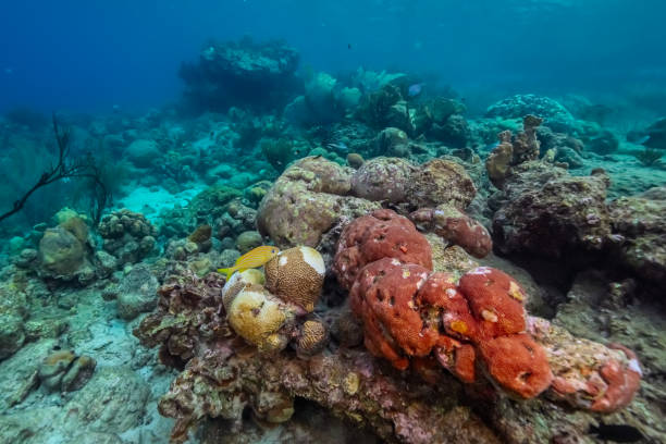 istock Coral bleaching in the Caribbean Sea 2155253335