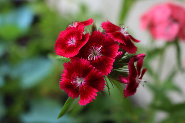 Dianthus / fringed pink is a single, flagrant flowers with deeply fringed petals in colorful patterns of red, pink, orange, purple and white. It blooms on long upright stems above grassy foliage. Each flower has toothed petals creating delicate fringe. Mostly herbaceous perennial, but a few are annual and biannual.