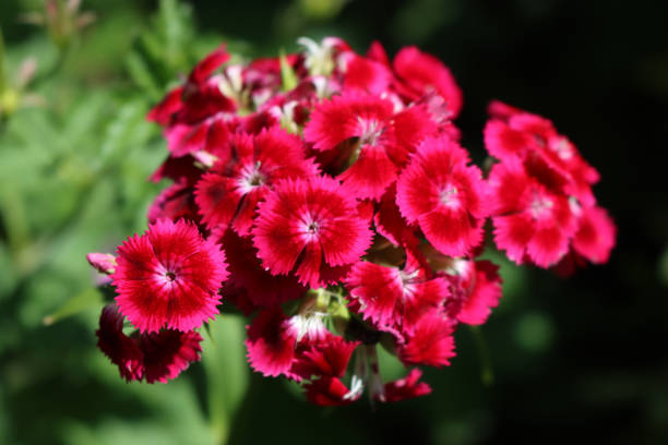 istock Dianthus barbatus  plants in bloom 2155253845