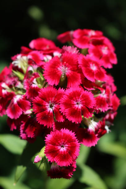istock Dianthus barbatus  plants in bloom 2155253881