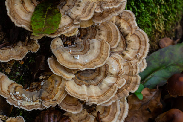 istock Trametes versicolor, also known as Polyporus versicolor, is a common polypore mushroom found throughout the world and also a well-known traditional medicinal mushroom growing on tree trunks 2155253889
