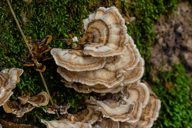 istock Trametes versicolor, also known as Polyporus versicolor, is a common polypore mushroom found throughout the world and also a well-known traditional medicinal mushroom growing on tree trunks 2155253890
