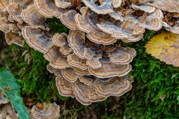 istock Trametes versicolor, also known as Polyporus versicolor, is a common polypore mushroom found throughout the world and also a well-known traditional medicinal mushroom growing on tree trunks 2155254038