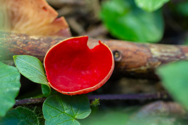 Beautiful Toadstool in its natural environment, a deep lush humid forest in the Austrian Alps