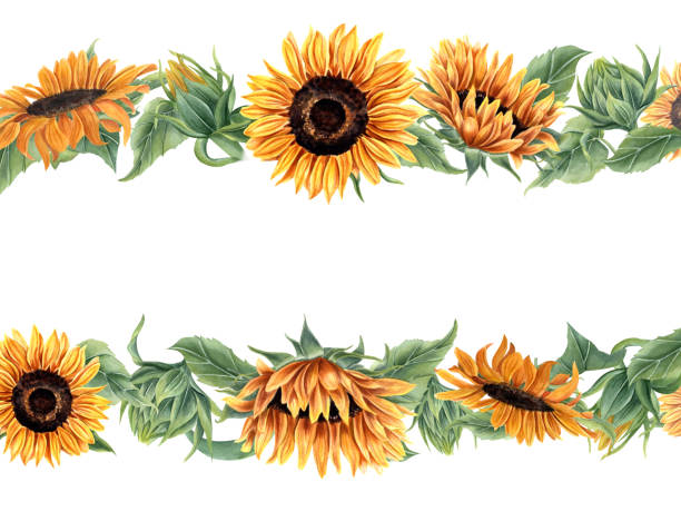 Sunflower with leaf and buds. Wild and garden flower. Horizontal frame with sunflowers. Orange yellow flowers. Floral summer composition. Copy space for text. Watercolor illustration isolated on white Sunflower with leaf and buds. Wild and garden flower. Horizontal frame with sunflowers. Orange yellow flowers. Floral summer composition with copy space for text. Watercolor illustration. For greeting orange sunflower stock illustrations