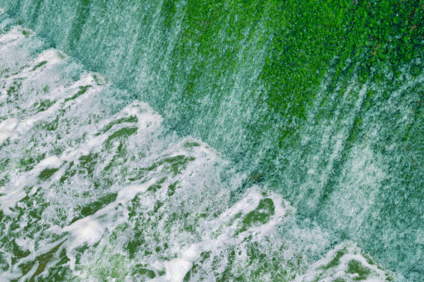 The flow of water through the spillway during the rainy season.
