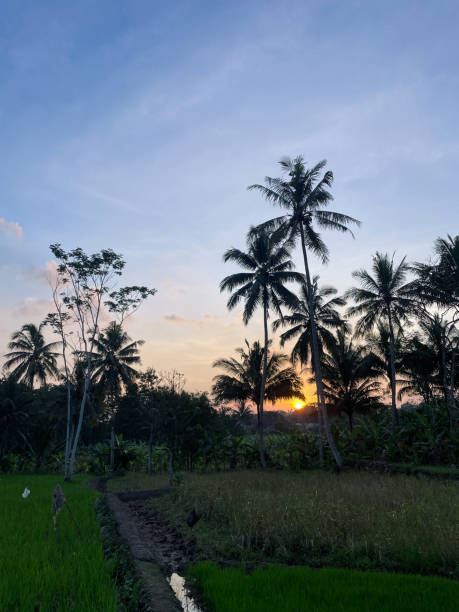 istock The sun sets in the rice fields and coconut trees silhouette as backgrounds 2155257535