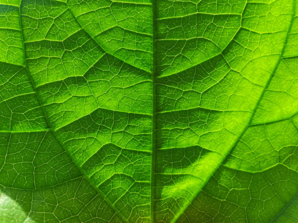 istock Close up green leaf texture. Veins of green leaf for a background. 2155257556