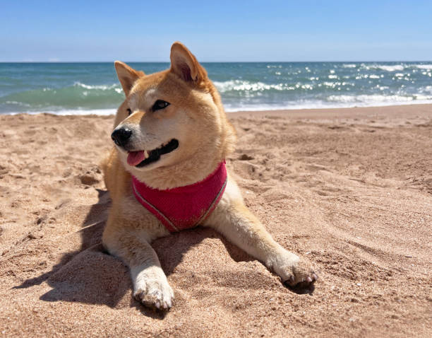 Shiba Inu puppy looks like a little fox. Spain