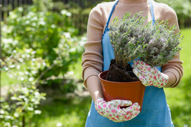 istock Lavender in Flower Pot for Planting in Garden 2155258285