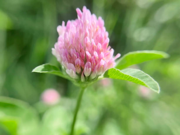 istock pink clover flower on a background of greenery 2155258741