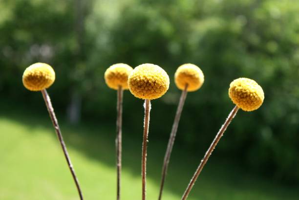 istock Drumstick (botanical name: Craspedia globosa): spherical yellow flowers on long upright stems. Close-up with selected focus. 2155258781