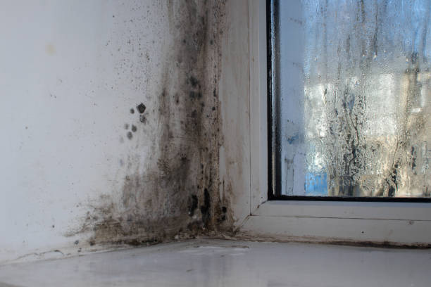 istock mold on a wet window due to humidity 2155260192