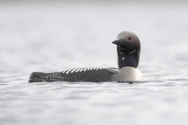 istock Black-throated diver or arctic loon (Gavia arctica) 2155260578