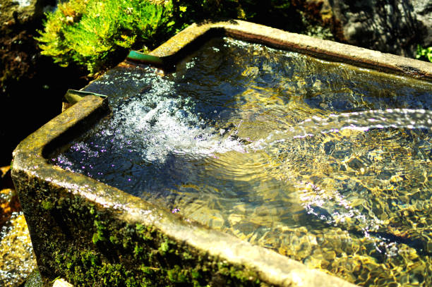 Small waterfall in an ornamental garden with azaleas