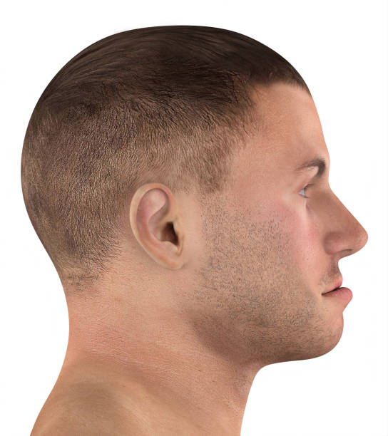 istock Jaw prognathism in a 3D model of a man 2155266543