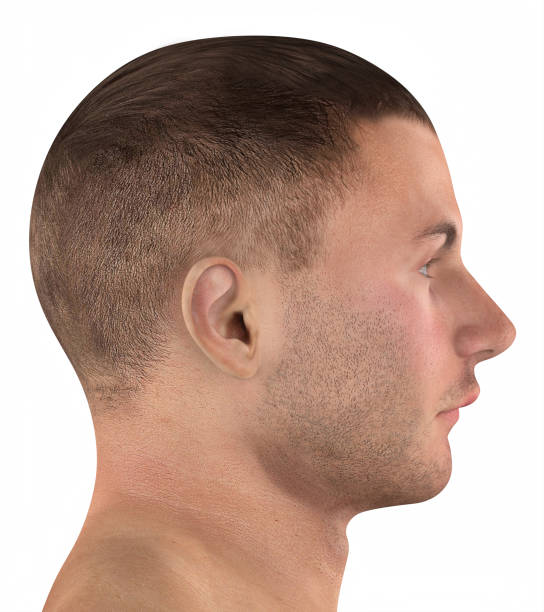 istock Jaw retrognathism in a 3D model of a man 2155266568