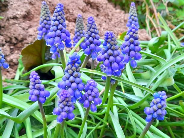 istock Cluster pearls in the garden 2155267635